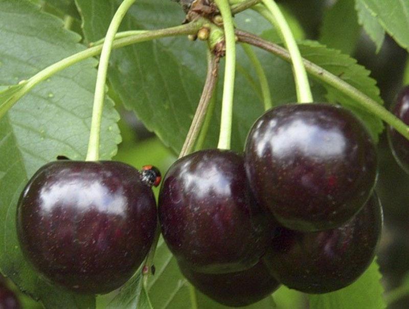 Nochka de qualité cerise douce