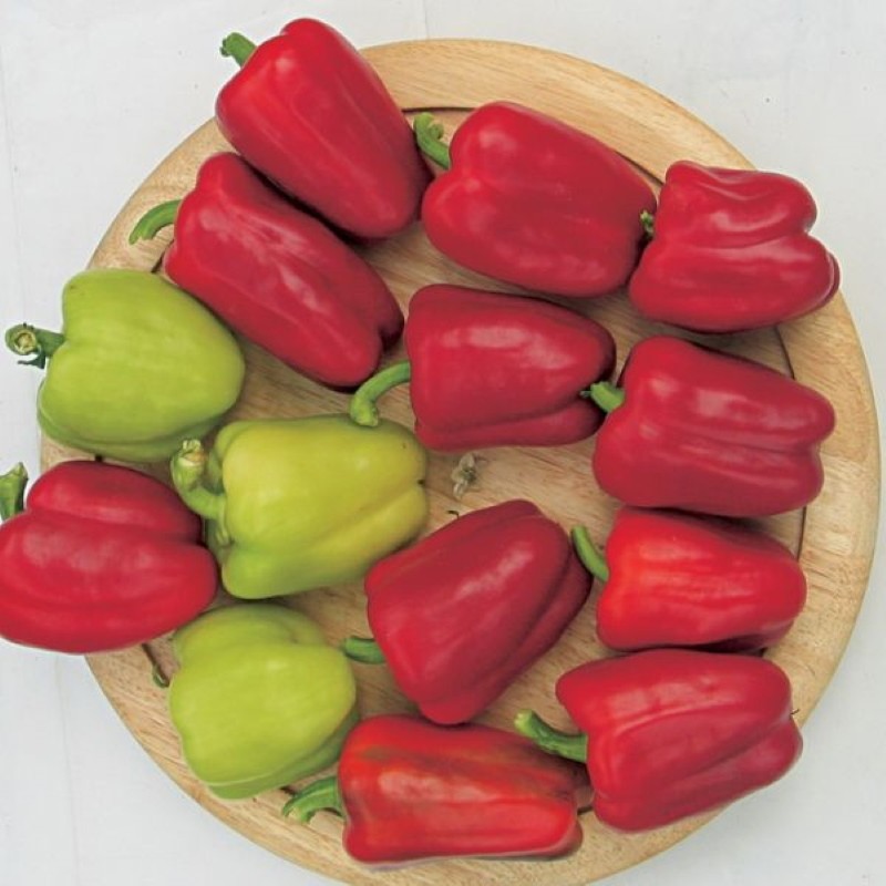 pimiento dulce de maduración temprana