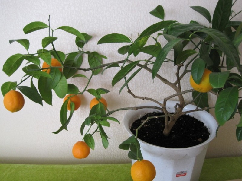 quand la première fructification d'une orange