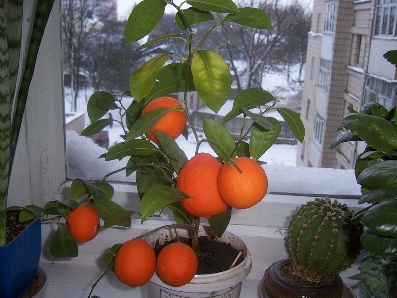 ¿Cuánto tiempo tarda una naranja en dar fruto?