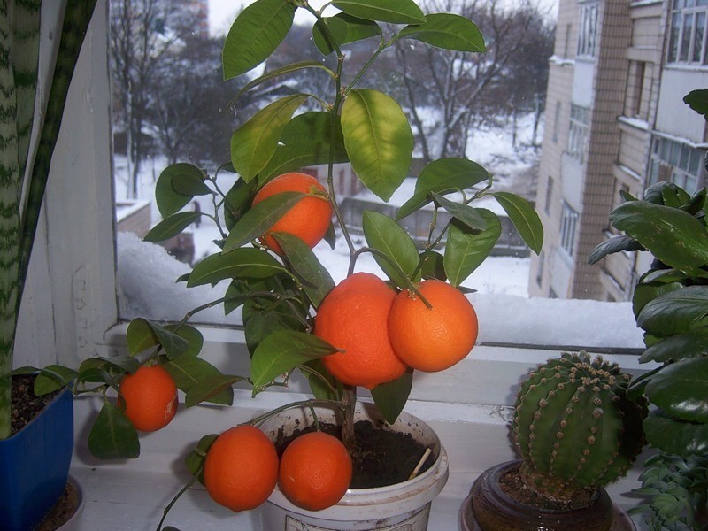 combien de temps faut-il pour qu'une orange porte des fruits