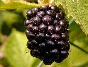 Variedad de frambuesa negra Boysenberry