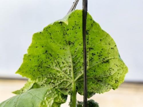 pulgón negro en pepinos