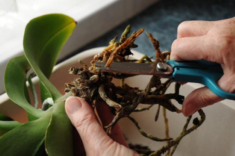 preparando la orquídea para la reanimación