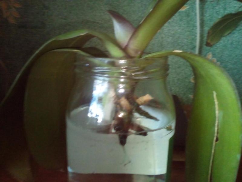 reanimación de orquídeas en agua