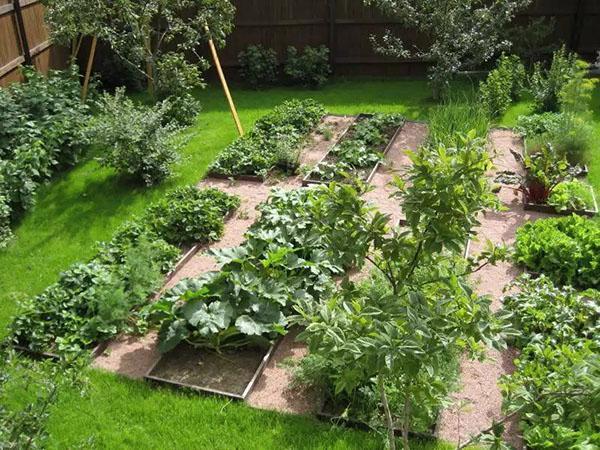 planification de la plantation