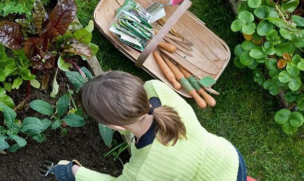 pas de plantations denses