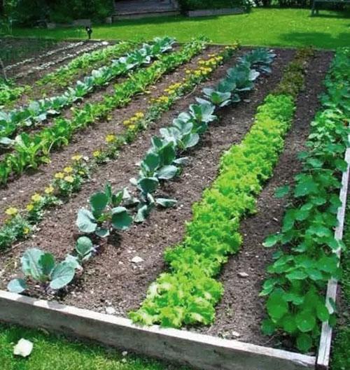 planification de jardin