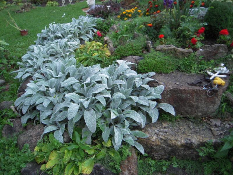 stachis byzantin