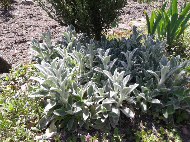 Cuchilla de siembra lanuda y cuidado en el jardín.