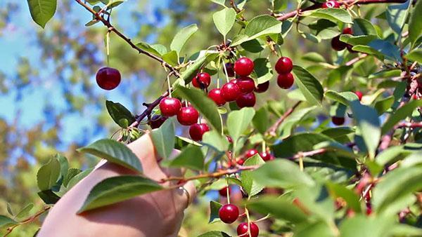 cueillette de cerises