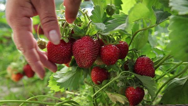 recogiendo fresas