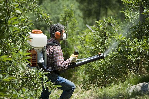 lutte contre les parasites du jardin