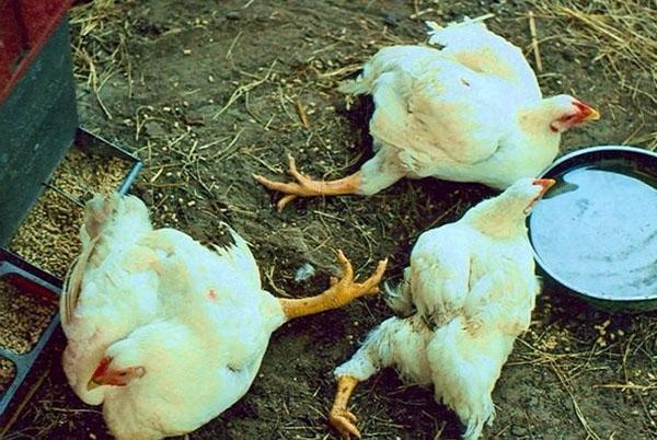 Une mauvaise nutrition et un mauvais entretien des poulets de chair entraînent la mort de la volaille