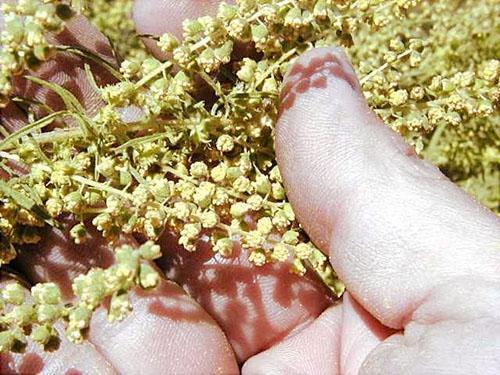 Le pollen d'ambroisie et la pulpe de pastèque ont le même ensemble d'acides aminés