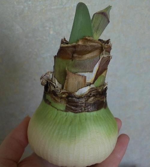 bulbo de hippeastrum