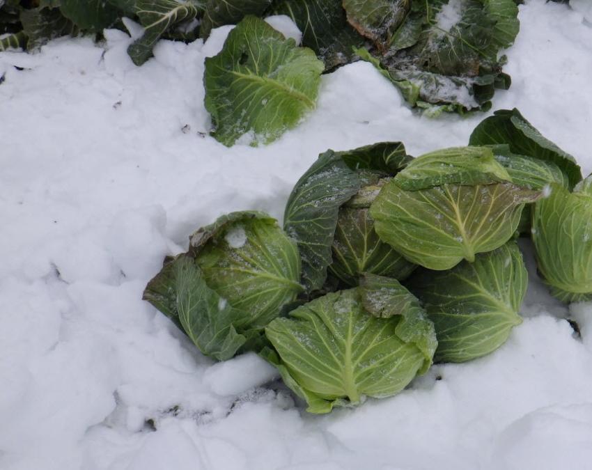 chou sous la neige