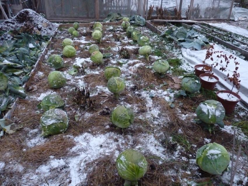 que faire si le chou est gelé dans le jardin