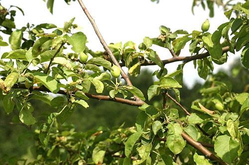 Un vieil arbre donne une petite récolte