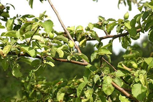 Un árbol viejo da una pequeña cosecha.