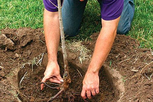 La plantation correcte d'un pommier est une garantie d'une future récolte