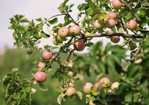 Récolte de pommes
