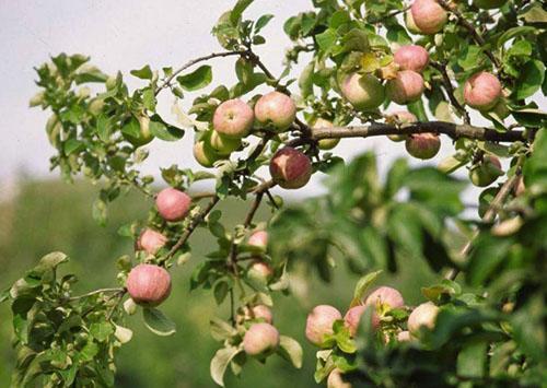 Cosecha de manzana