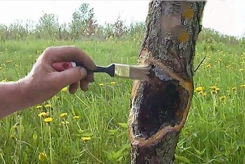 Tratamiento oportuno de las enfermedades de los árboles.