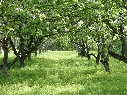 Huerto de manzanas viejo