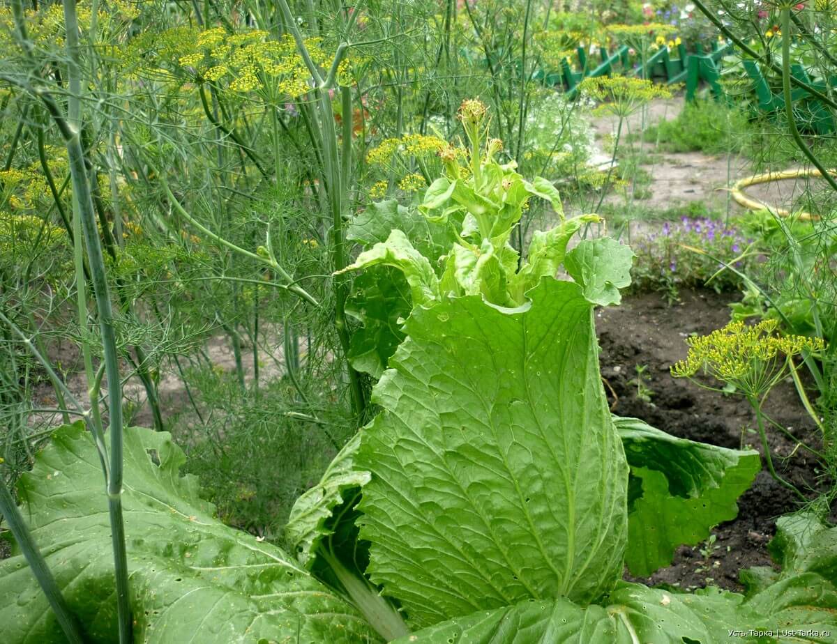 les raisons de la floraison de Pékin