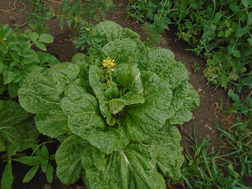 qué hacer si el repollo chino está en flor