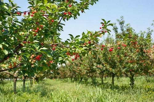 El huerto de los cerezos