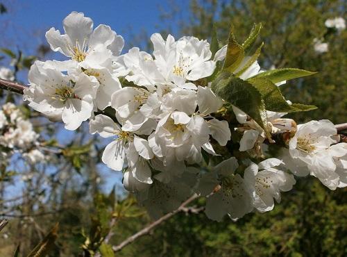 rama de cerezo en flor