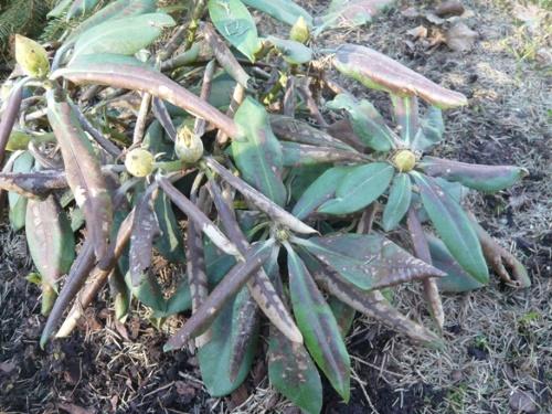 taches sur les feuilles de rhododendron