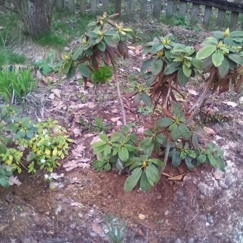 que faire si le rhododendron brunit après l'hiver