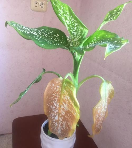 Las hojas de Dieffenbachia se vuelven amarillas por una sobreabundancia de luz