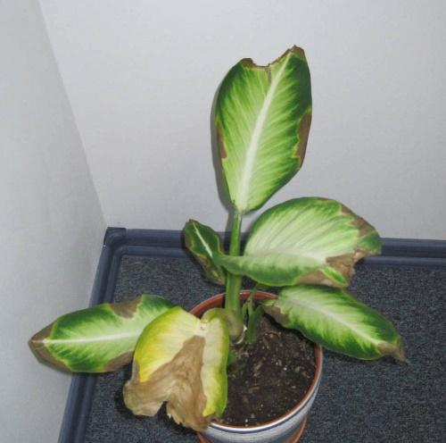 enfermedad de dieffenbachia