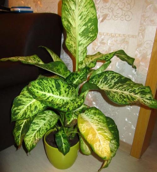 que faire si les feuilles de dieffenbachia jaunissent