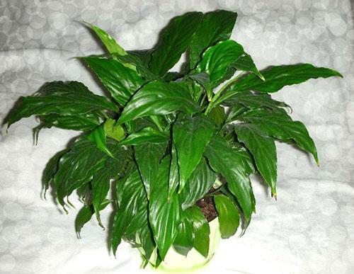 La fleur de Spathiphyllum ne fleurit pas