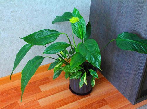 Spathiphyllum en casa