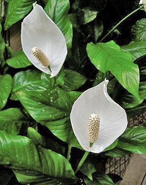 Fleurs de Spathiphyllum