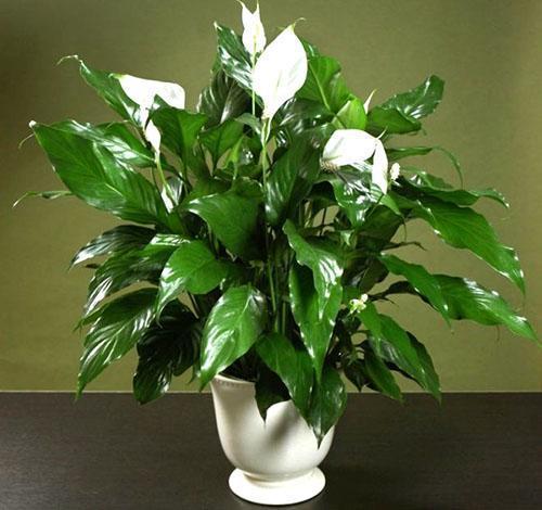 Spathiphyllum sain et beau dans un pot