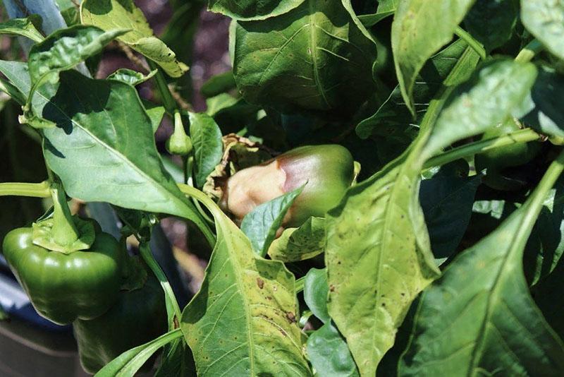 les feuilles de poivre se flétrissent carence nutritionnelle