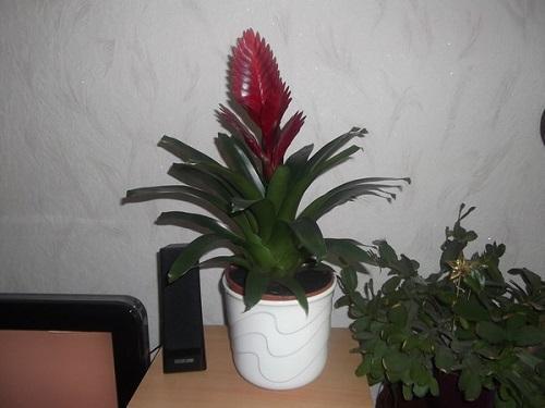 vriezia florece