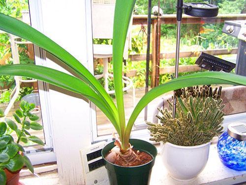 Cuidado de las plantas después de la floración.