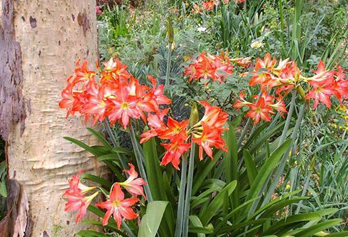 Hippeastrum en fleurs dans le jardin