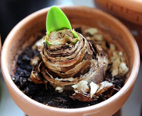 Réveil de l'hippeastrum après une période de repos