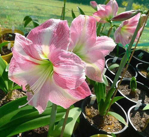 L'hippeastrum fleurit