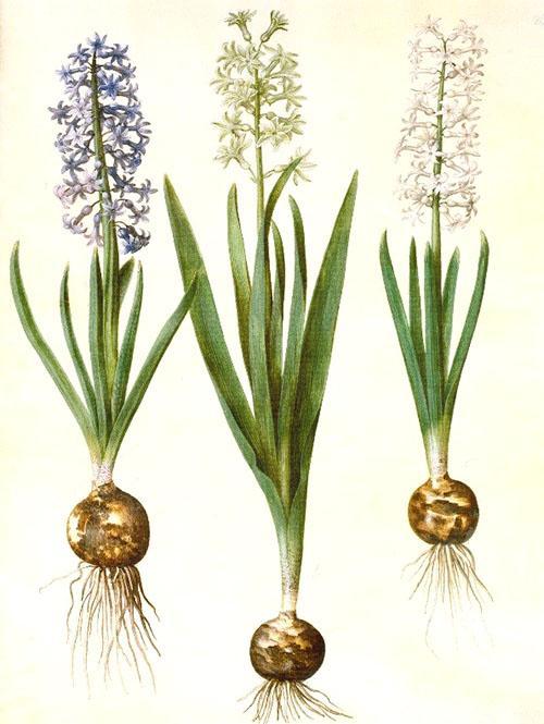 Flor de bulbo, tallo y jacinto