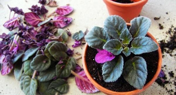 violette à prix réduit dans le magasin